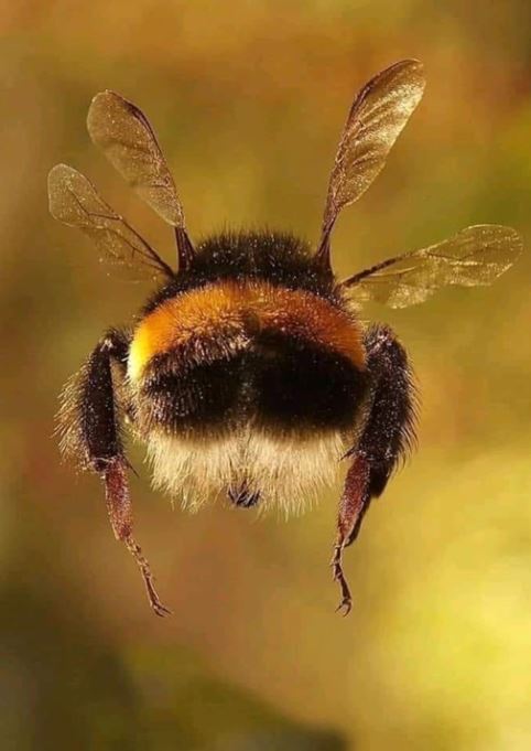 ¿Te atreves a volar? ¿O crees que no puedes? "Vuela como una abeja: superando las barreras y alcanzando tus metas"